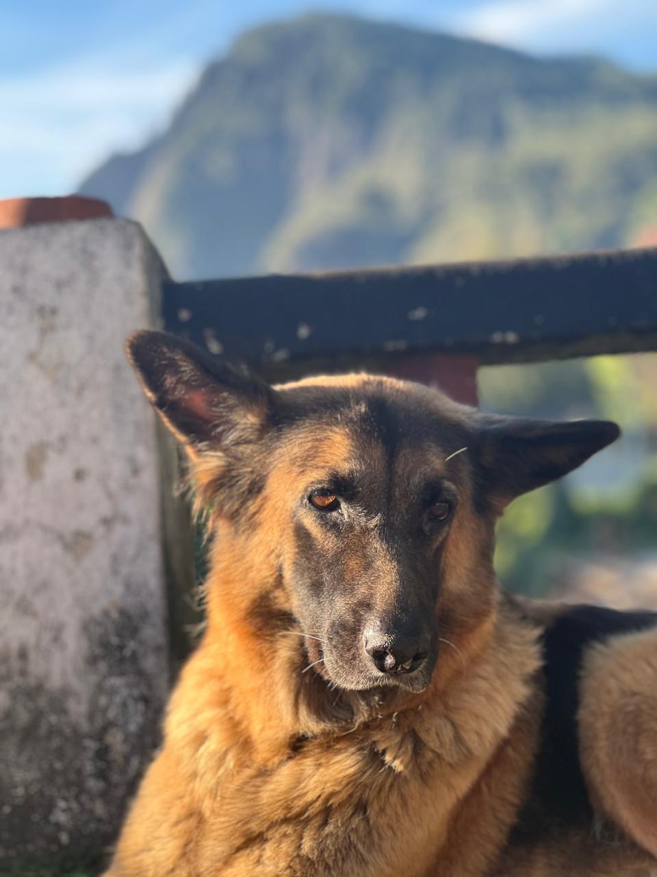 Friendly Hostel Dog